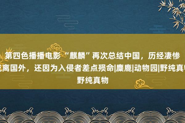 第四色播播电影 “麒麟”再次总结中国，历经凄惨流离国外，还因为入侵者差点殒命|麋鹿|动物园|野纯真物